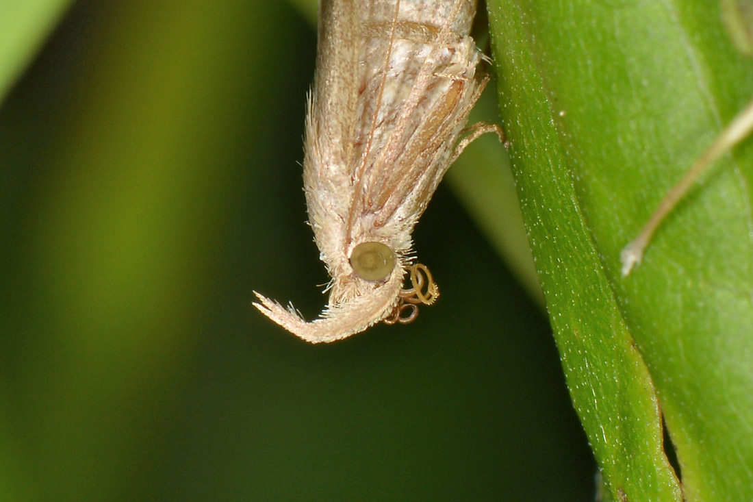 Herminia sp, Erebidae